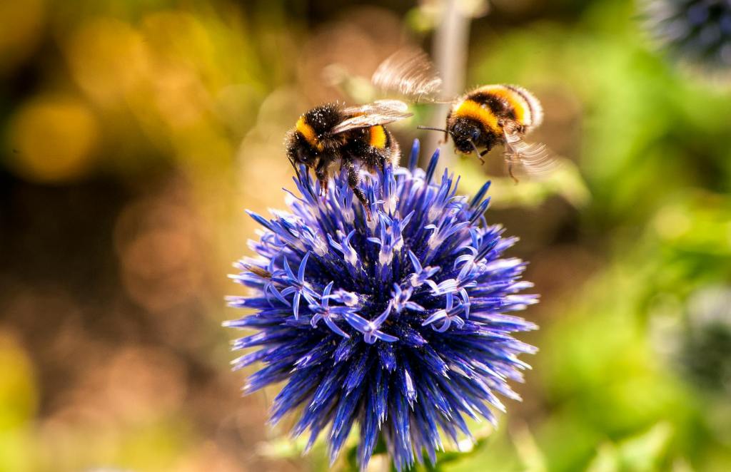 Bumblebee-bothering, pollen-pilfering honey bees